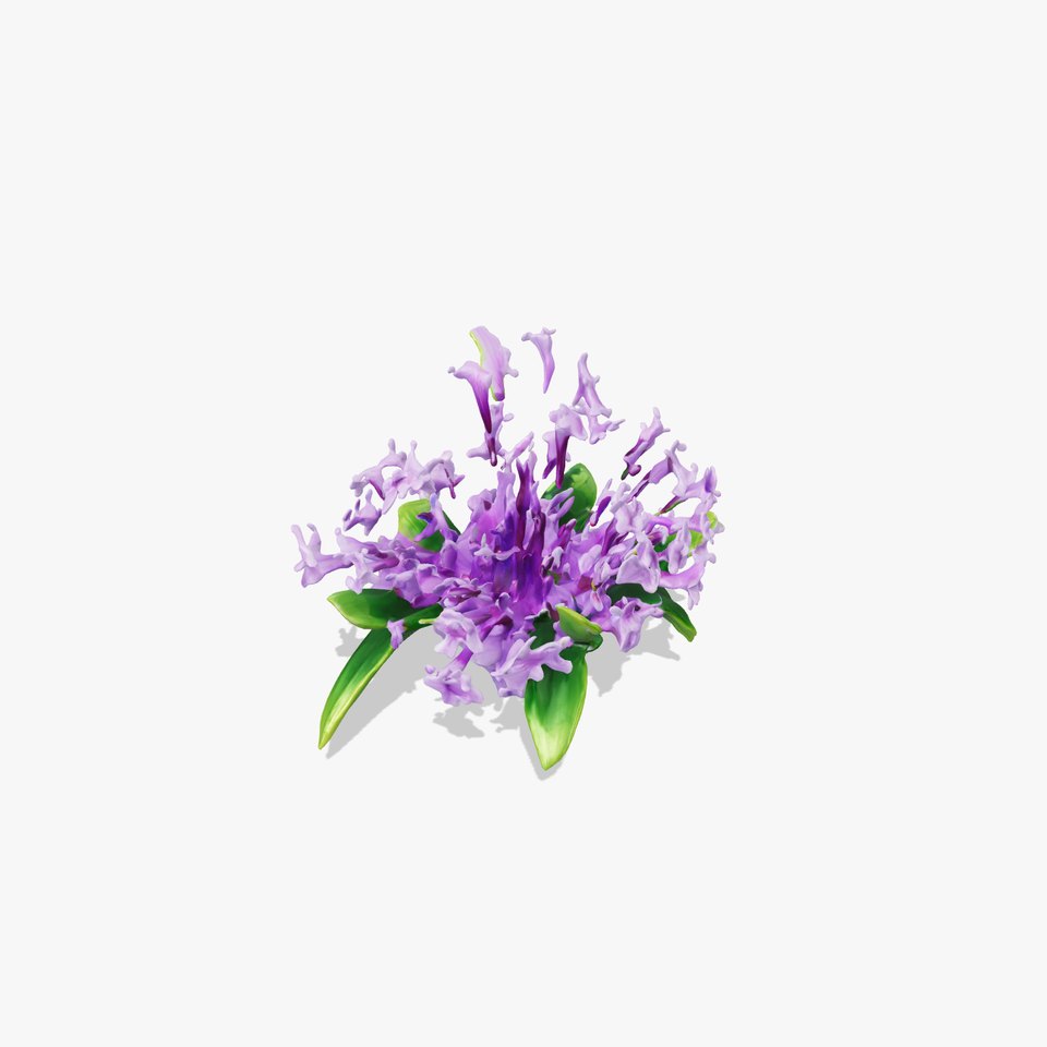 Lavender Water Hyacinth Bloom model pack